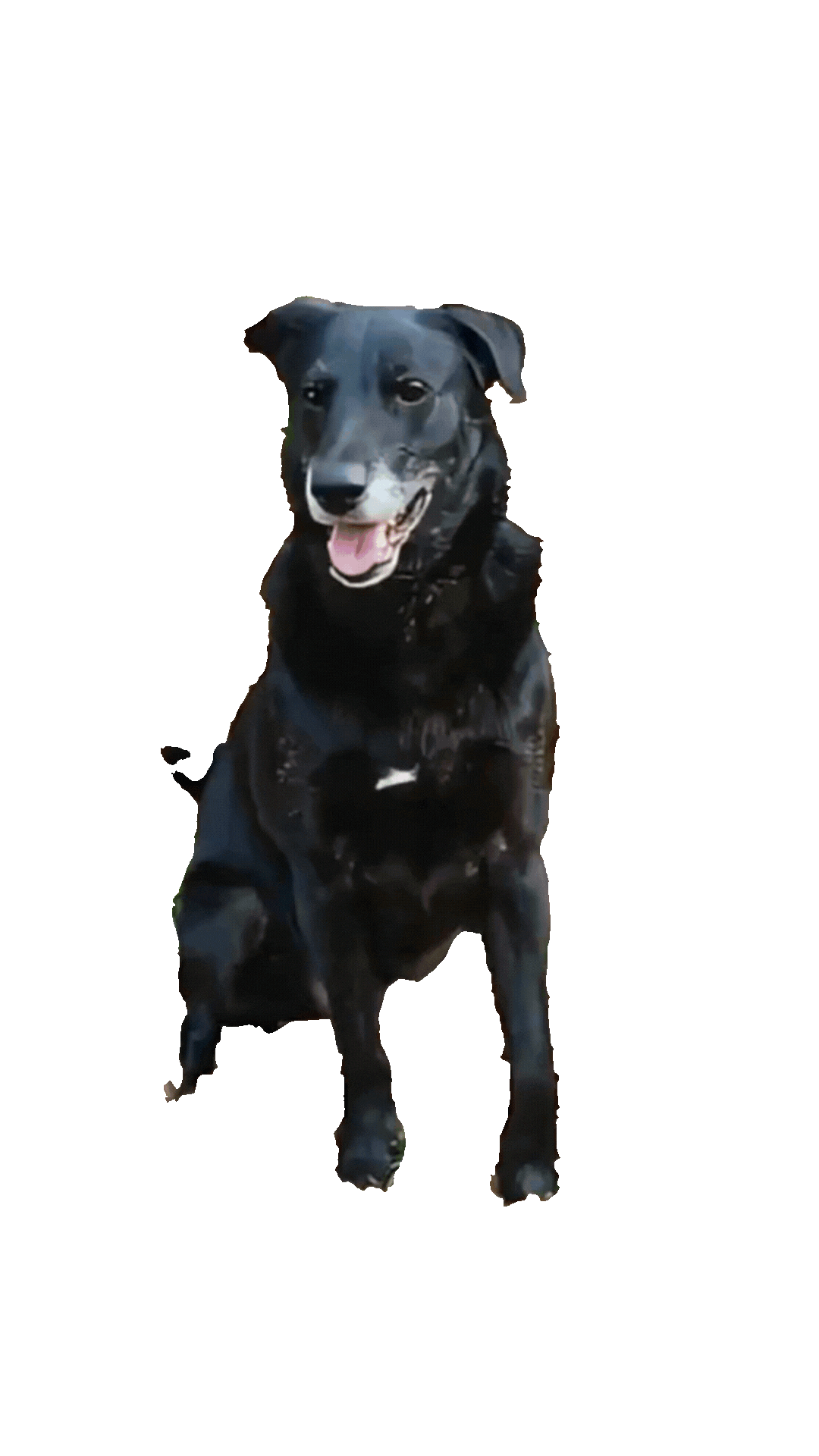 Enzo